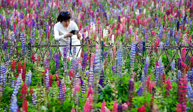 Une femme visite le parc industriel des fleurs de lupin dans le village de Qilichuan du district de Taibai