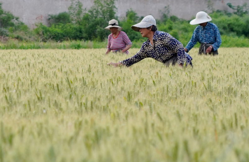 Des agriculteurs désherbent un champ de blé dans le village de Dongpangqianjie