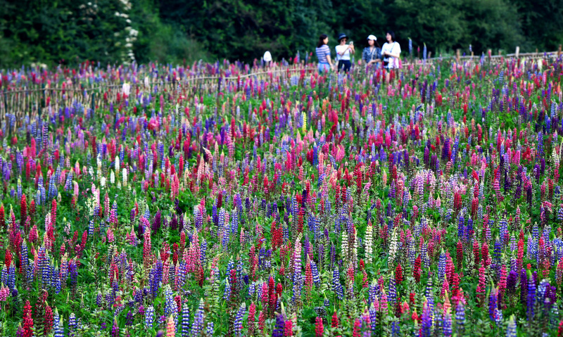 Des gens visitent le parc industriel des fleurs de lupin dans le village de Qilichuan du district de Taibai