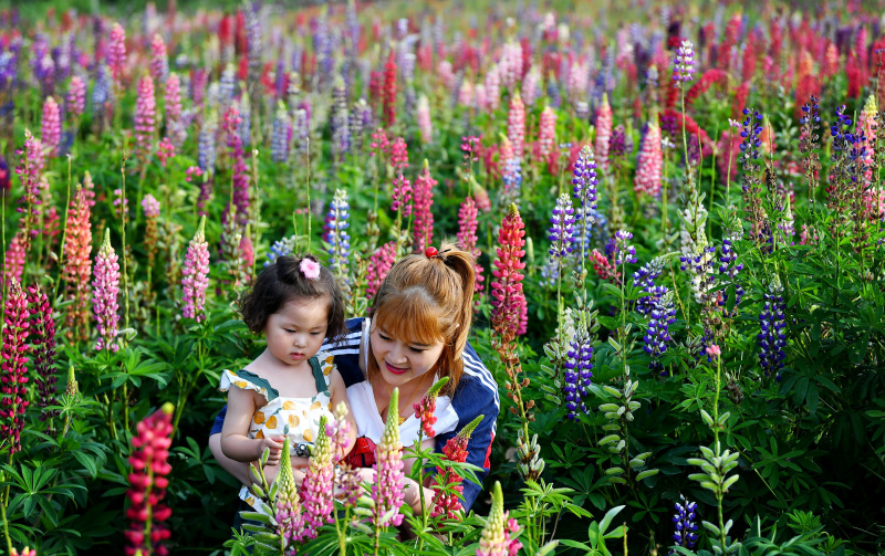 Des gens visitent le parc industriel des fleurs de lupin dans le village de Qilichuan du district de Taibai