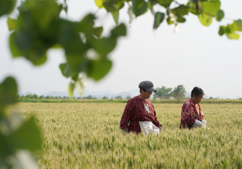 Des agriculteurs désherbent un champ de blé dans le village de Dongpangqianjie