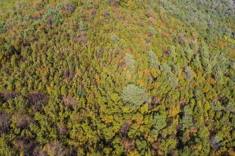 Paysage d'automne d'un parc forestier à Fuyuan