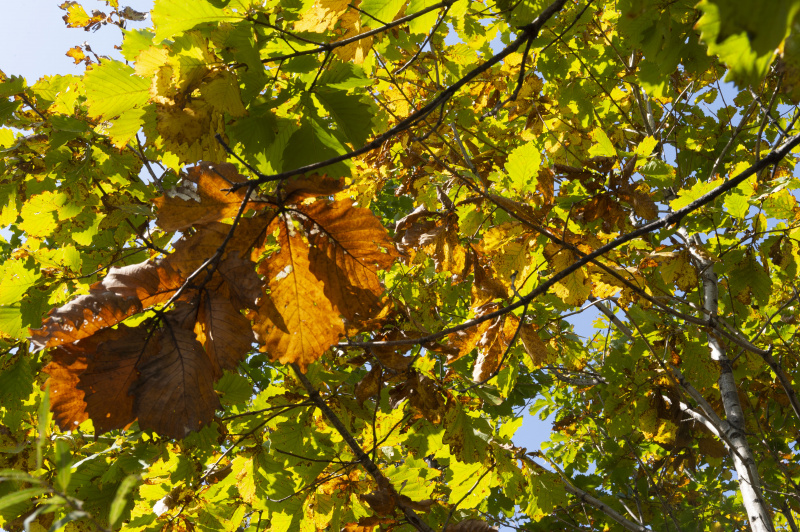 Paysage d'automne d'un parc forestier à Fuyuan