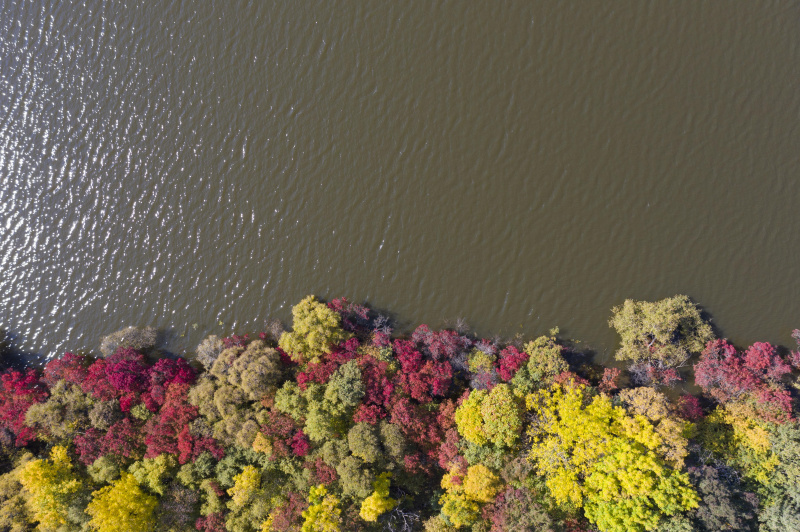 Paysage d'automne d'un parc forestier à Fuyuan