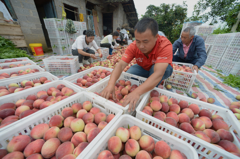 Des agriculteurs trient les pêches fraîchement récoltées à Hunzhai