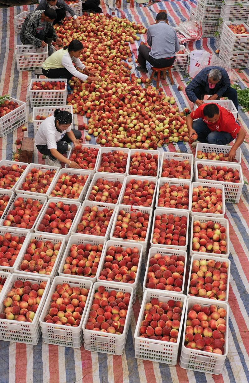 Des agriculteurs trient les pêches fraîchement récoltées à Hunzhai