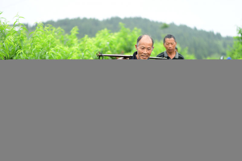 Des agriculteurs récoltent des pêches à Hunzhai