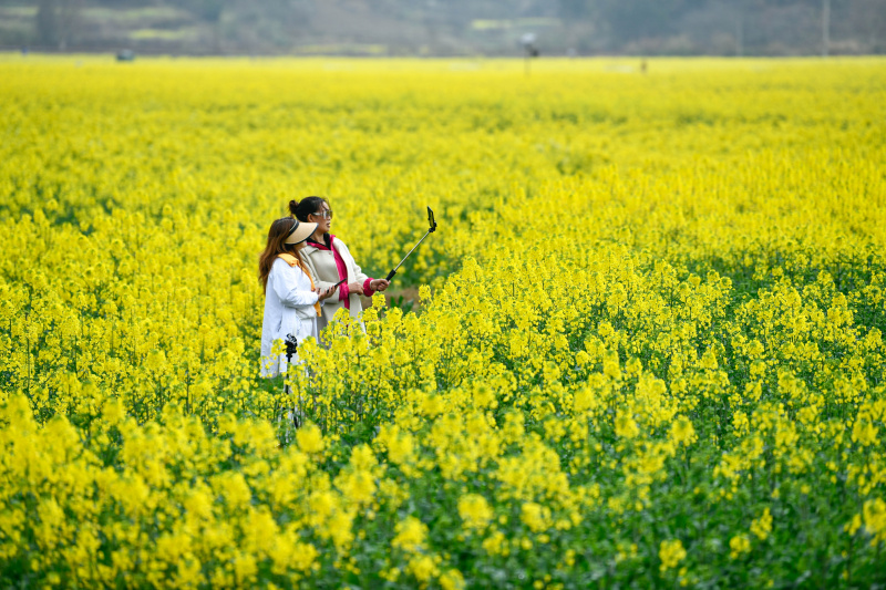 Des visiteurs au milieu des champs de fleurs de colza dans le bourg de Panjiang du district de Guiding