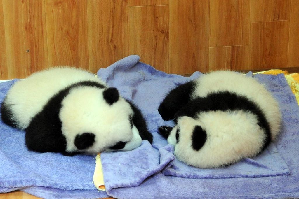 Bébés pandas géants