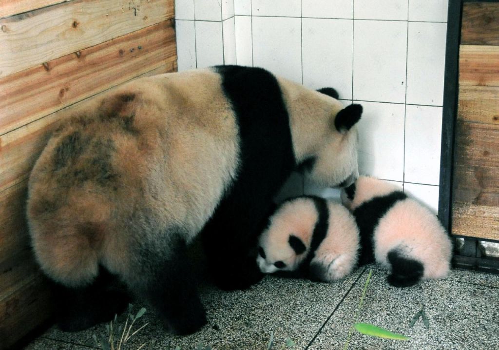 Bébés pandas