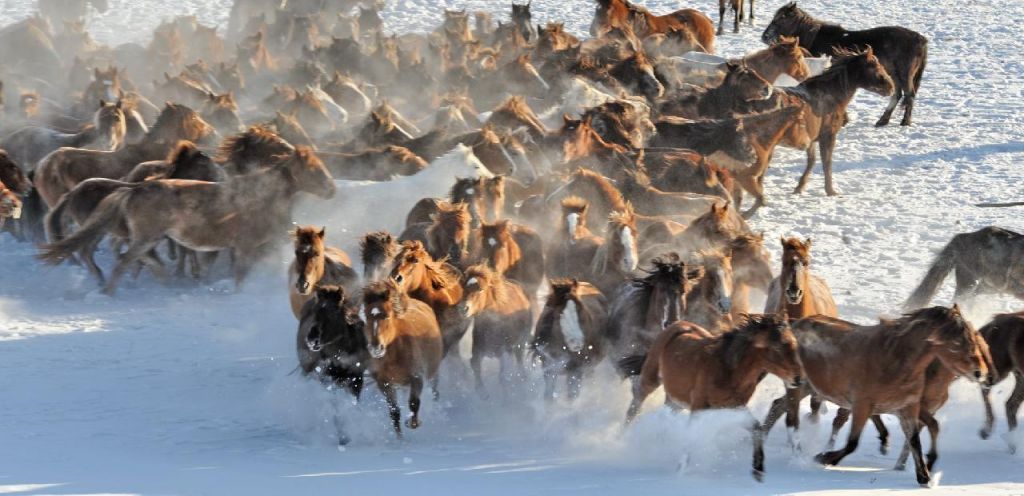 Chevaux Sauvages