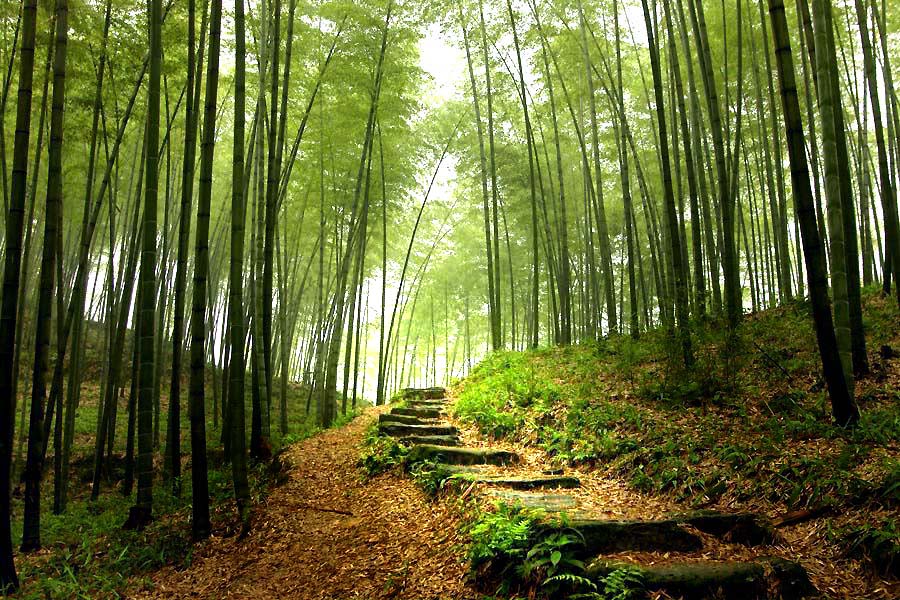 Forêt de bambous en Chine