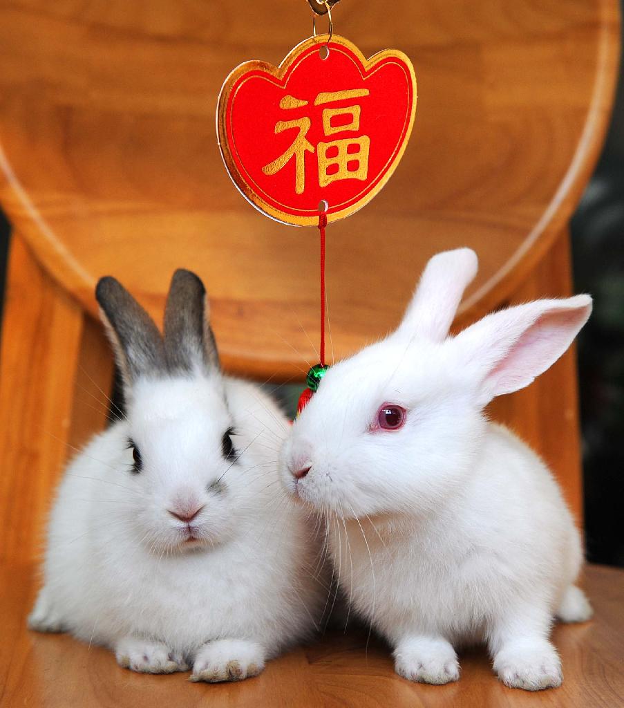 Deux mignons petits lapins pour l'année chinoise du Lapin