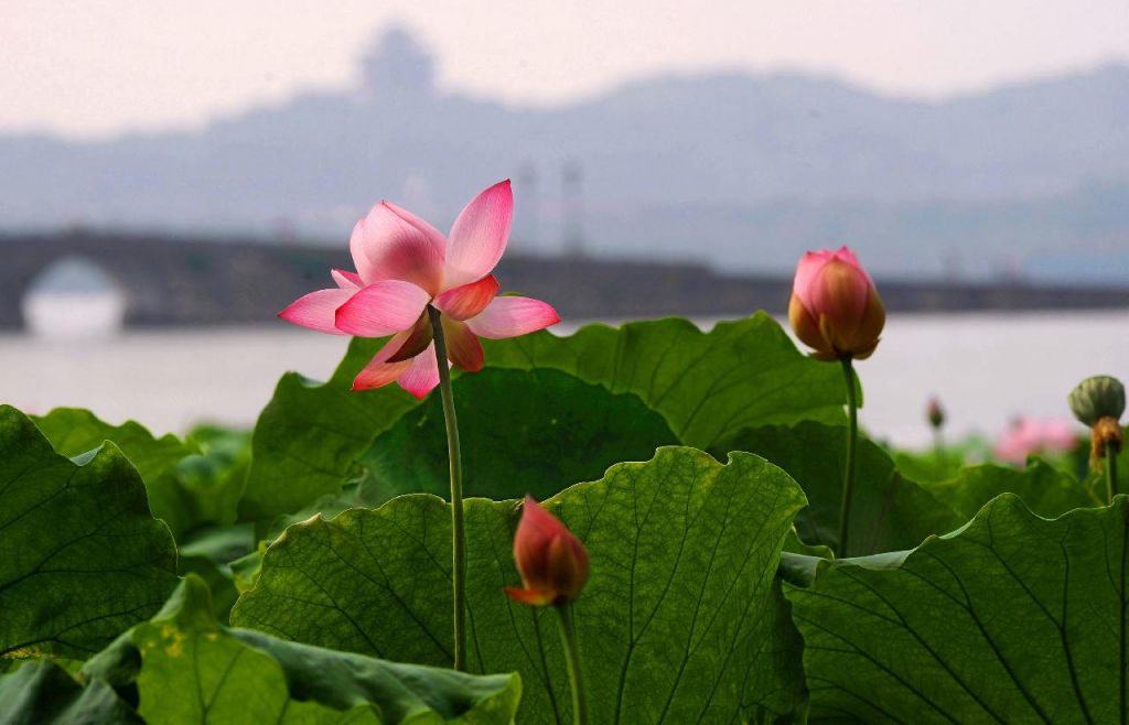 Fleur de Lotus