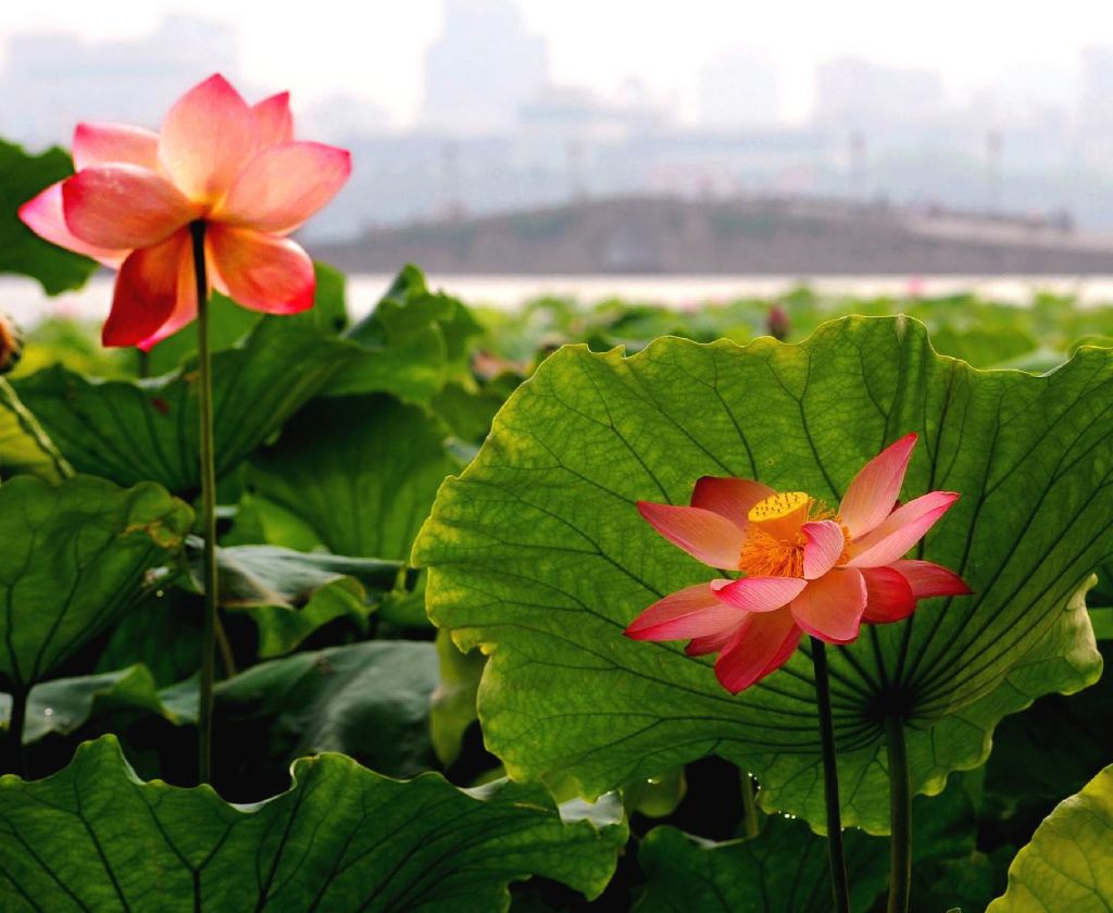 Fleurs de Lotus