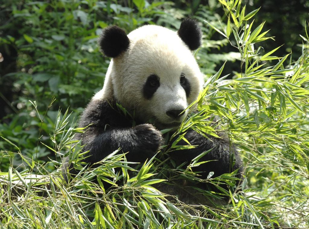 Panda géant
