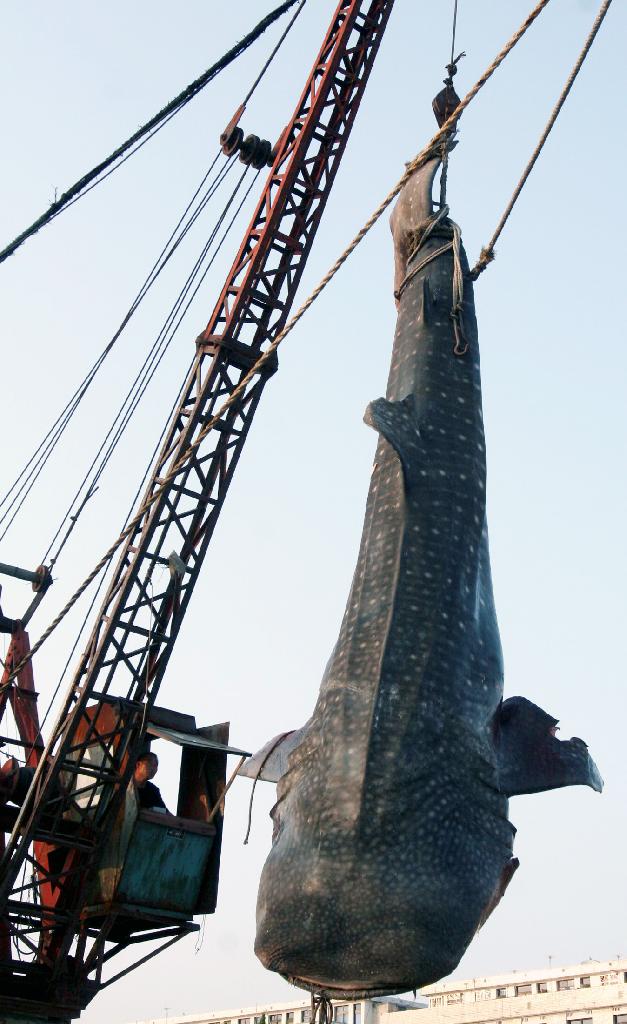 Requin-baleine de 6m en Chine