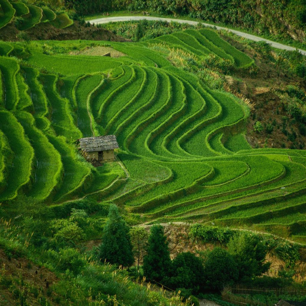 Rizière de Chine