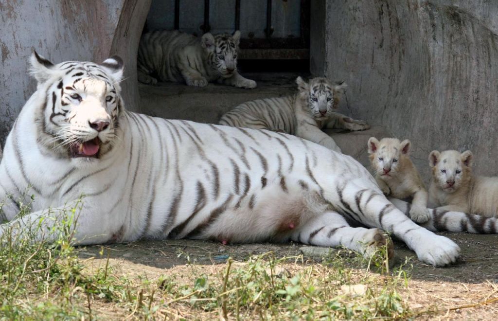 Tigre blanc de Chine