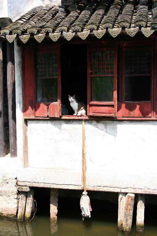 Un chat sur le bord d'une fenêtre