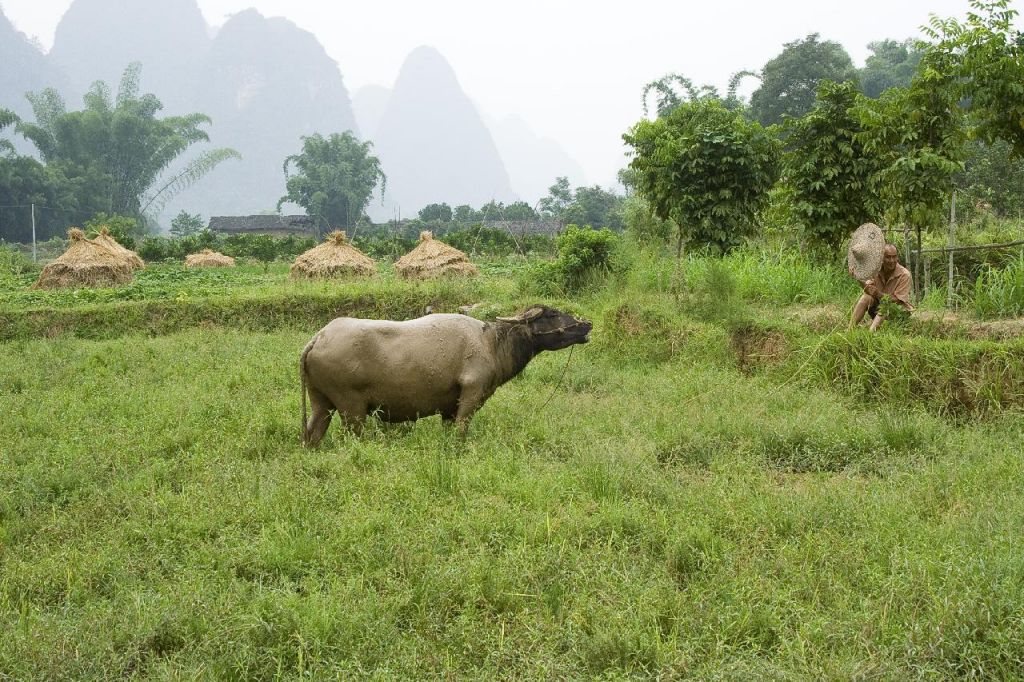 Paysan dans les rizières