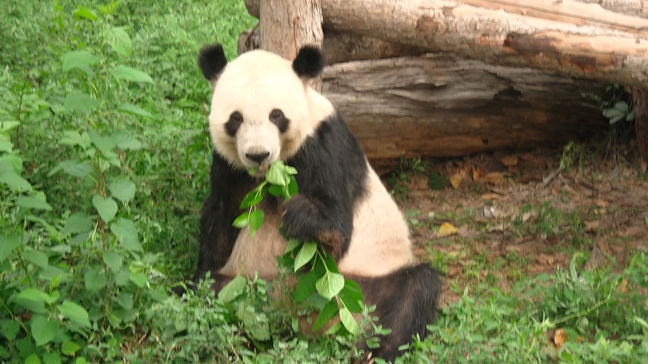 Geant  Panda
