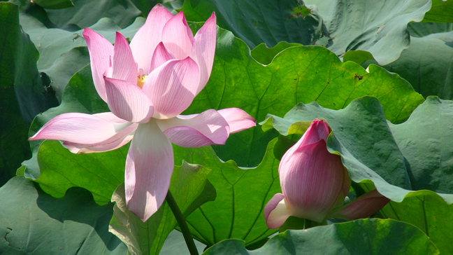 Lotus sur le lac de Westlake