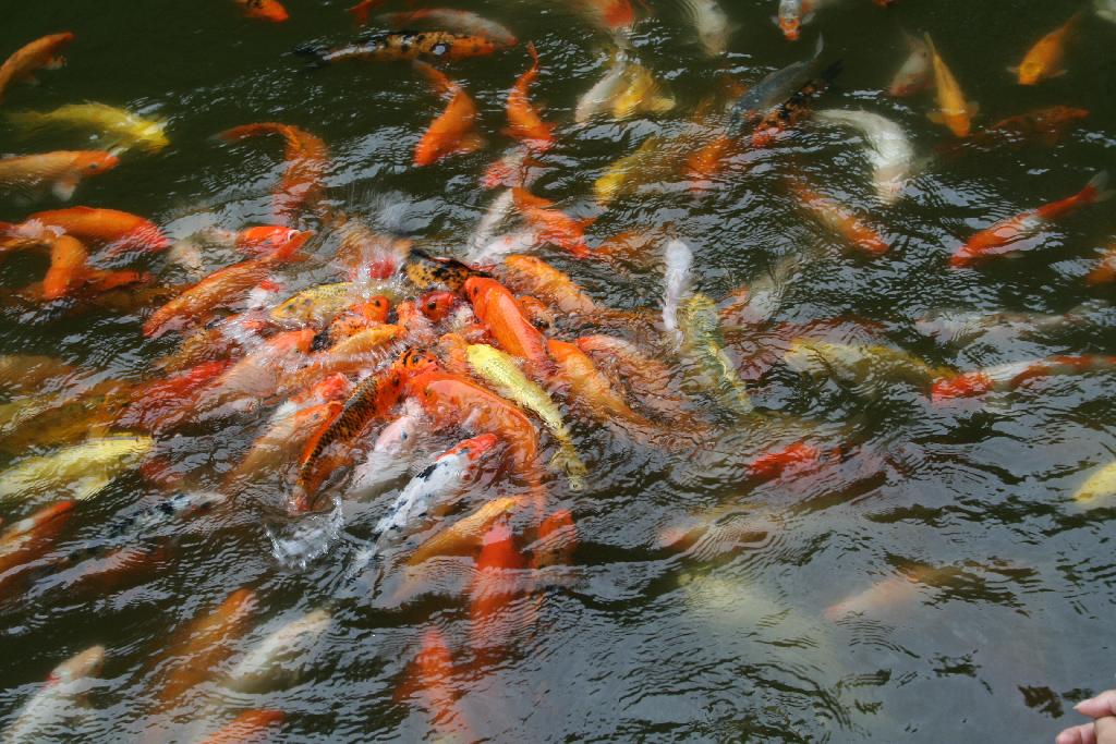 Une mêlée de carpes
