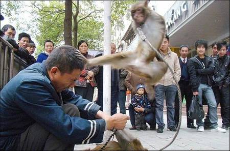 singe kung-fu
