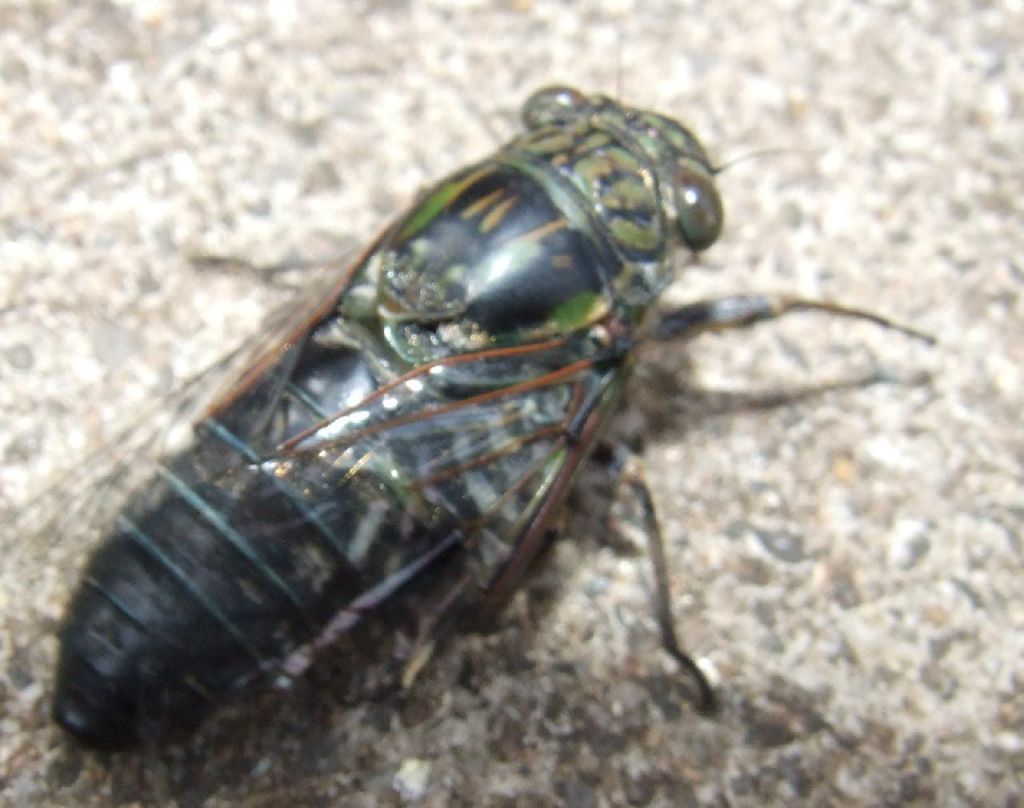 Cicadidae