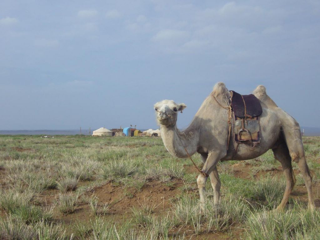 Chameau dans le Désert de Gobi