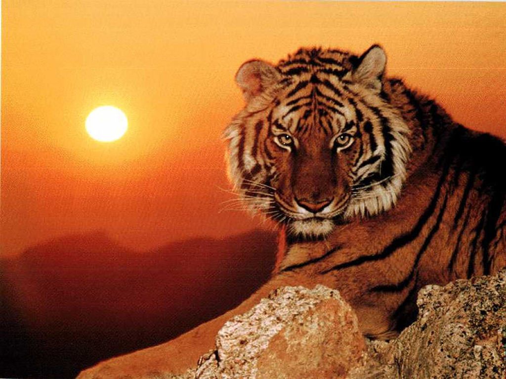 Tigre de Chine Méridionale