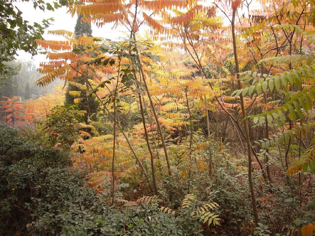 Forêt Tempérée de Shijiazhuang