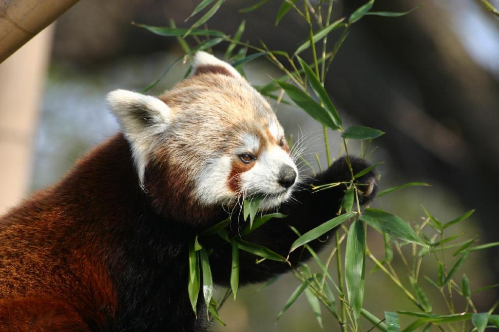 Petit Panda