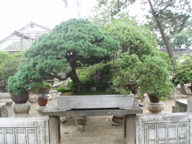 The Humble Administrator's Garden 1