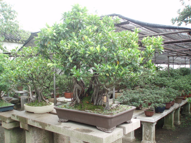 The humble Administrator's Garden 2 - Suzhou