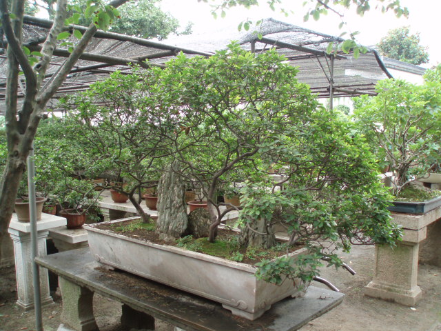 The humble Administrator's Garden 3 - Suzhou