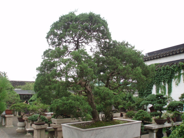 The humble Administrator's Garden 4 - Suzhou