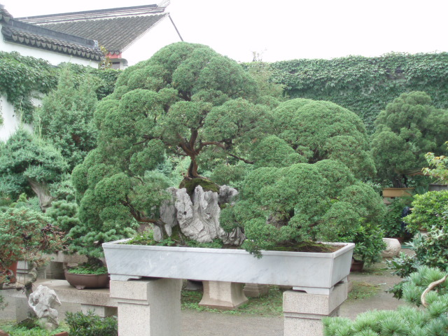 The humble Administrator's Garden 5 - Suzhou