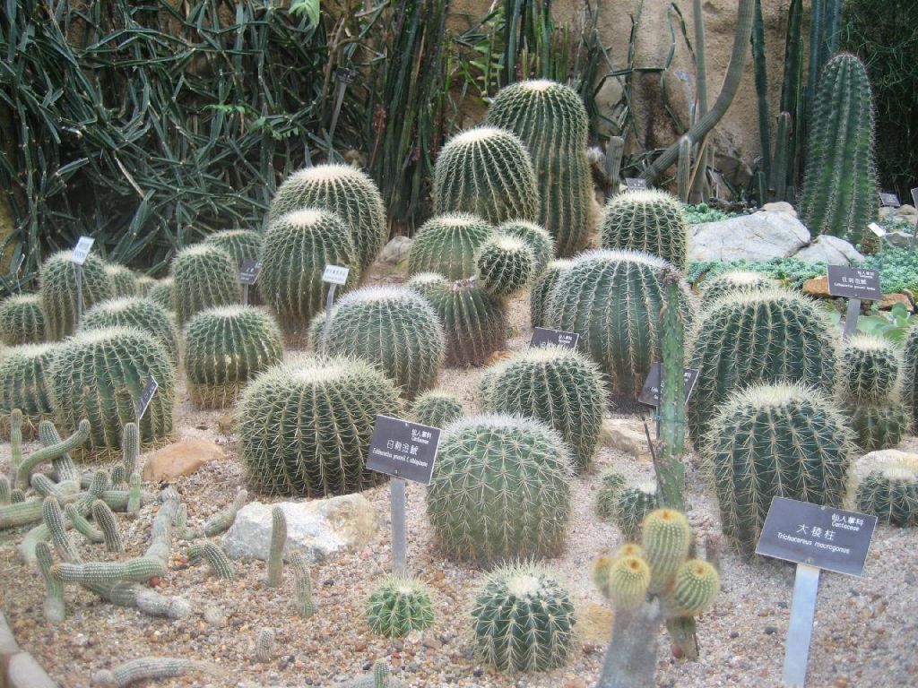 jardin tropical a Hong Kong