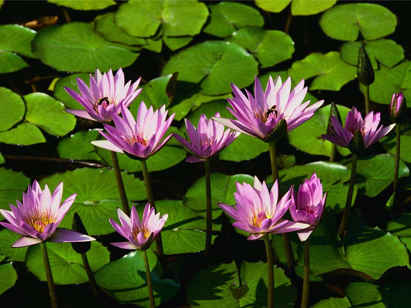 Nénuphar