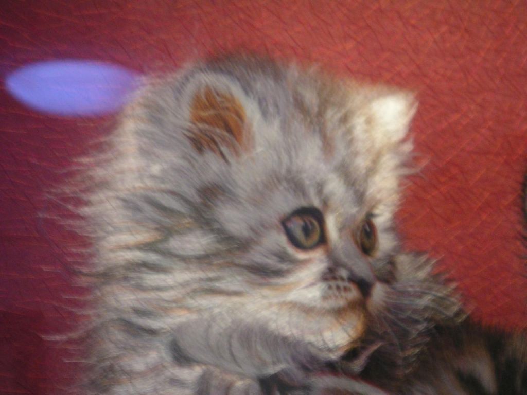 Tableaux de soie chaton