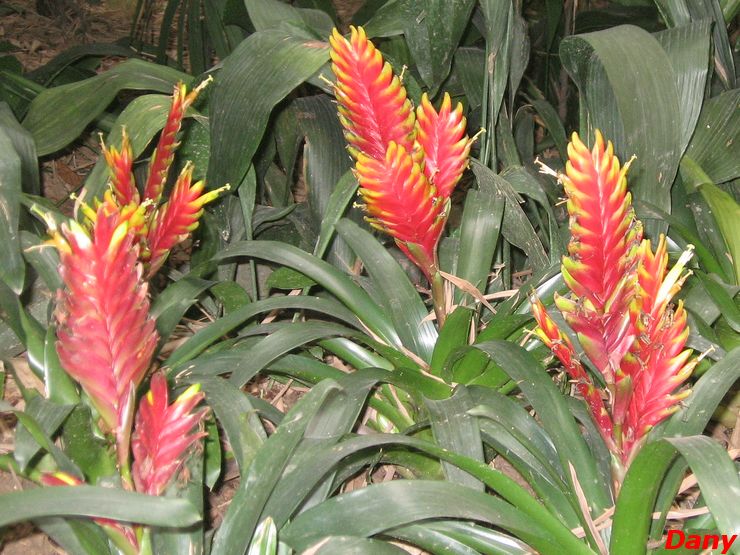 Orchid Garden