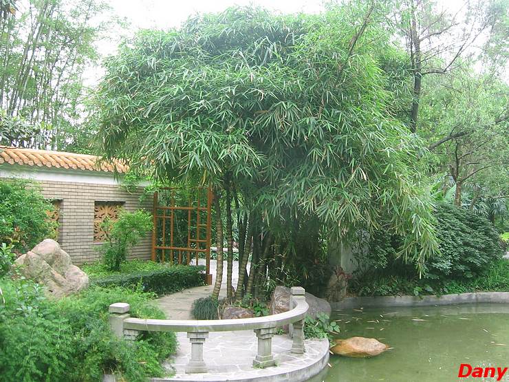 Orchid Garden