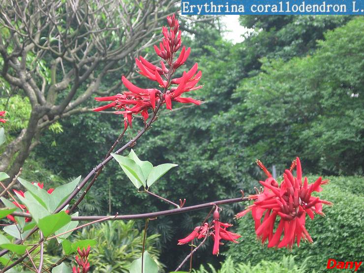 Orchid Garden