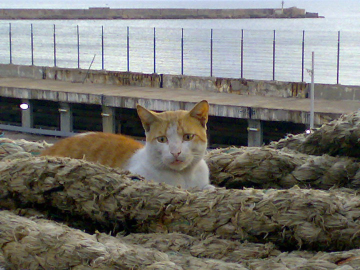 chat marin