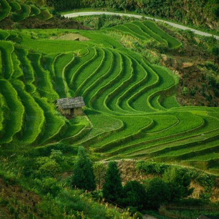 Rizières chinoises