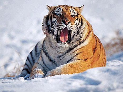 tigre