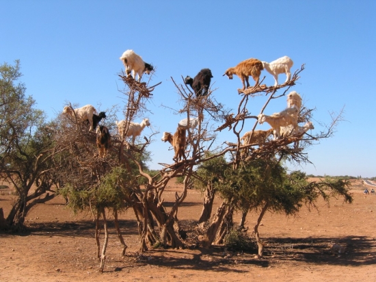 chèvres sur un arbre