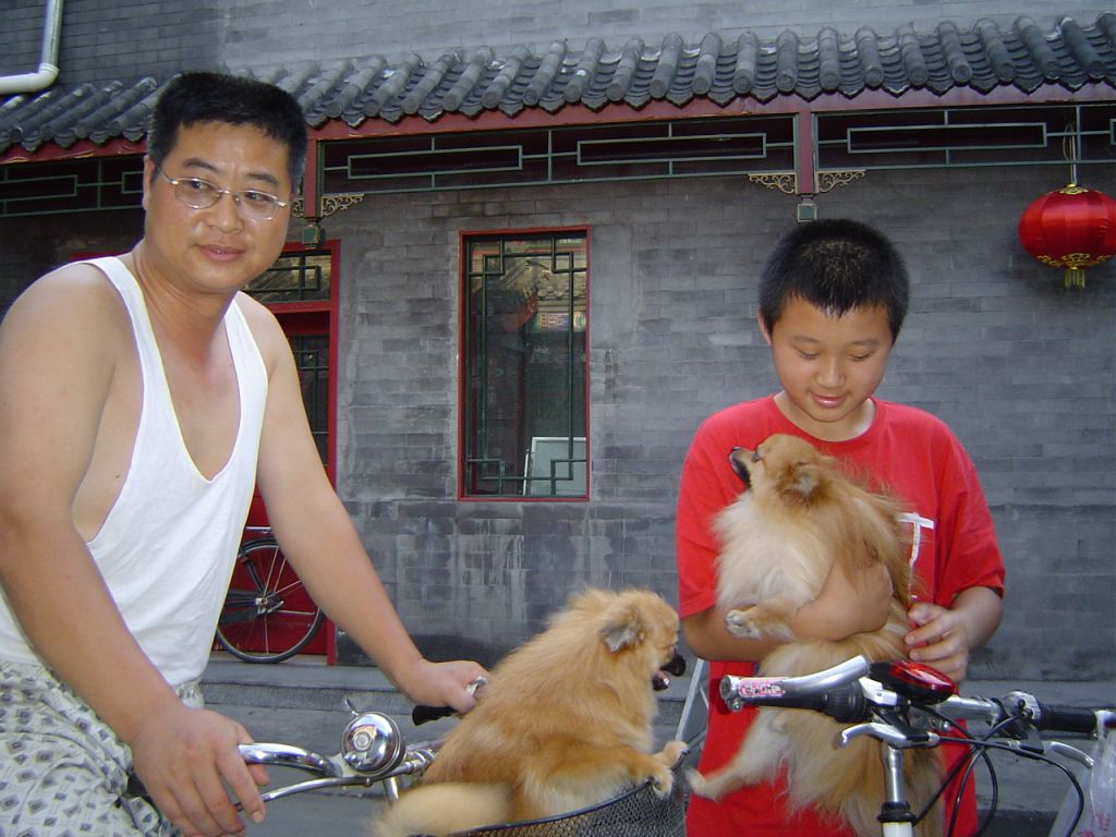 Chiens en promenade dans les hutongs